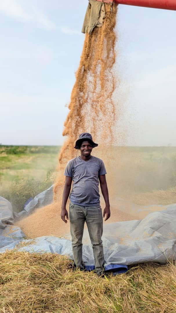 Champs de riz Mentouji Mauritanie